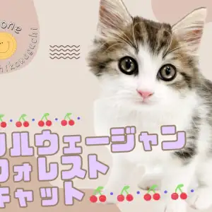 ノルウェージャンフォレストキャット 】No.1カラーの被毛に包まれた美 