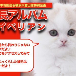 サイベリアン 】猫アレルギーの方必見！史上最強のプリンスちゃんの成長記 | マルワンBLOG | ペットショップ マルワン 小さめ子犬 美形な子猫  初心者安心のサポート