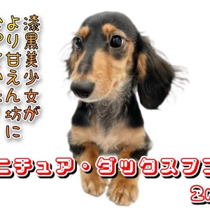 【ミニチュア・ダックスフント】漆黒美少女がより甘えん坊になっていた!!