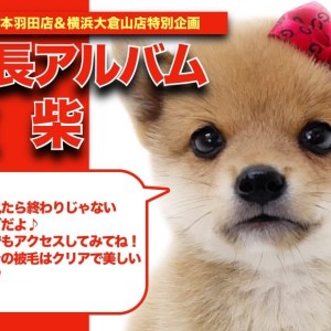 【 豆柴 】長いまつ毛がとってもキュート!豆柴ちゃんの成長日記