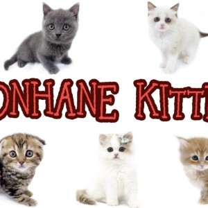 【 8/19ホンハネライフ 】本羽田店には愛嬌たっぷり個性溢れるニャンコが勢揃い!