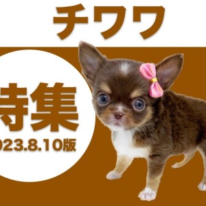 【チワワ特集】8/17現在の全店舗の世界最小犬種のチワワちゃんをご紹介!!!