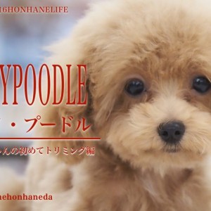 【 8/16本羽わんライフ 】トイプードルのぷーちゃんのパピーカット!
