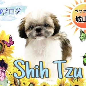 【 シーズー 】2nd紹介 まるで動くぬいぐるみ?シーズーちゃん