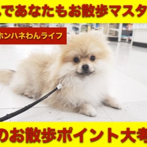 【 8/25本羽わんライフ 】犬種別にお散歩ポイントを解説!