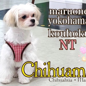 ミックス犬 】シーズーそっくりチワマルちゃんがイメチェンしま