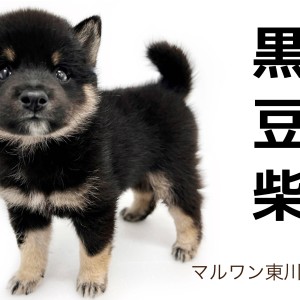 黒豆柴 豆柴 】KC公認、希少な黒豆柴登場!!子熊の様な丸い顔立ちに