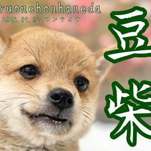 【 ホンハネわんライフ 】いつも豆柴スマイル！見え隠れするポイントに注目！