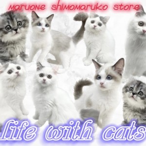 【 お役立て情報 】可愛さ倍増!幸せ無限大!猫の多頭飼いのコツを下丸子店が伝授