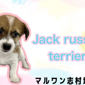 【 ジャックラッセルテリア 】愛犬よりも相棒?好奇心旺盛で元気ハツラツな女の子♪
