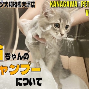 神奈川ペットライフ 】猫ちゃんのシャンプー方法を知ってお手入れ上手