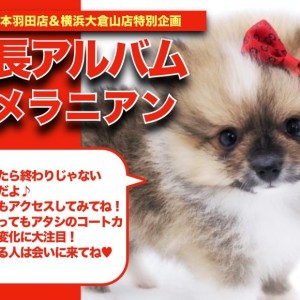 【 ポメラニアン 】珍しいカラーリングが魅力的!ポメラニアンちゃんの成長日記
