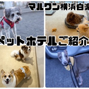 【 ペットホテル 】ホテル中の様子をお届け!シルバーウィークもまだ間に合います!