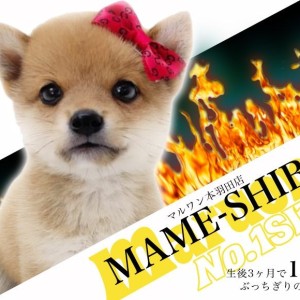 【 豆柴 】祝！生後3ヶ月経過でやっとこさ1kgを迎えた極小まめちゃん！