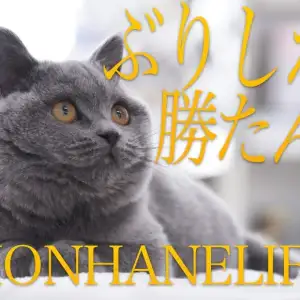 ブリティッシュショートヘア 】最高のブリカッコ良さ！ぽよよんバディ  