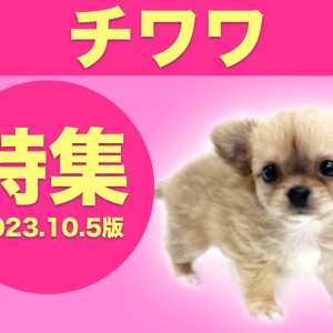 チワワ特集 】10/5現在在店中の全店舗の世界最小犬チワワちゃん