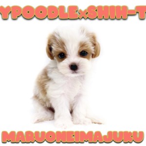 child_img_1_c64bf90d4ff6.jpg