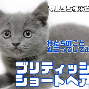 【 ブリティッシュショートヘア 】甘えん坊猫好き必見!触り心地抜群まん丸にゃんこ