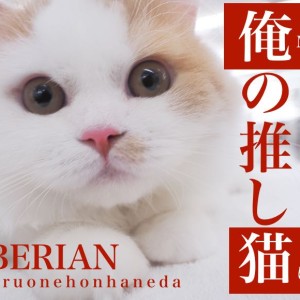 【 俺の推しサイベリアン 】お顔ふっくらお餅系!秘技・へそ天爪切りの天才!