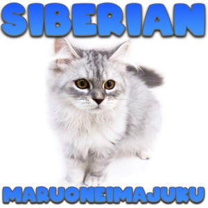 【 サイベリアン 】超多頭向き!生後5ヶ月のピッタリ抱っこが大好きな温厚男子!