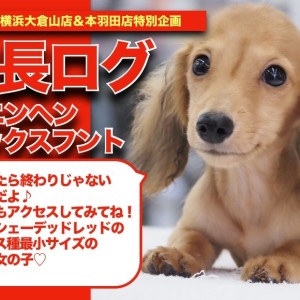 カニ子の成長アルバム 】色の変化必見！シェーデッドレッド