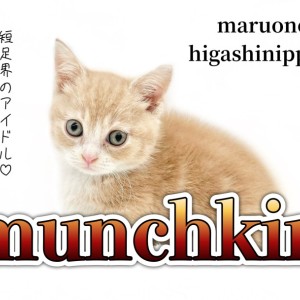 【マンチカン】短足界のアイドル降臨!甘えん坊のマンチカン