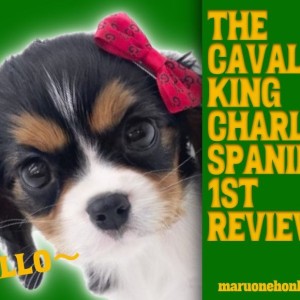 【 キャバリア 】トライカラーの超美男子!力強い瞳でアナタのハートを奪います!