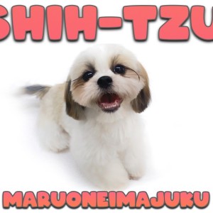 【 シーズー 】生後6ヶ月記念ブログ!初心者必見のスーパーフレンドリーな女の子!