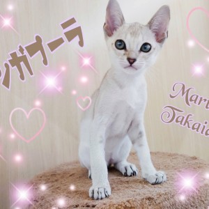 【 シンガプーラ 】世界最小にゃんこは高井戸イチのあまえんぼ!