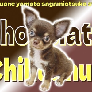 チワワ 】ビターで甘いチョコレートカラーに身を包んだ小さめ