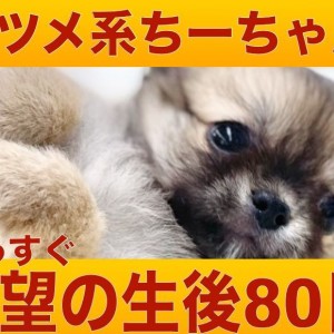 【 チワワ  】もうすぐ生後80日を迎えるドワーフボディーの癒し系プリンセス!
