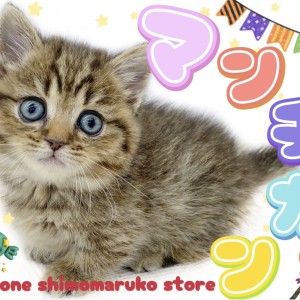 【 マンチカン 】やっぱり可愛い愛されキャット!短足タイプの癒し系はボクのこと!