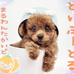 古布を纏ったトイプードル雛 古布を纏ったトイプードル雛