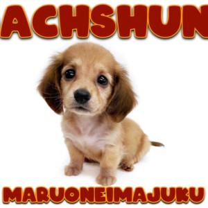 【 ミニチュアダックスフント 】困り顔に癒される胴長短足の甘えん坊ガール!