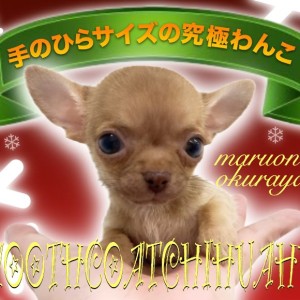 【 スムースコートチワワ 】5年ぶりにやってきた!手のひらサイズの究極わんこ!