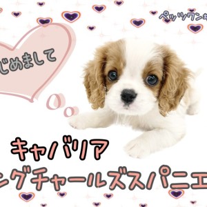 キャバリア・キングチャールズ・スパニエル 】癒し系の美犬ちゃんがやってきた | マルワンBLOG | ペットショップ マルワン 小さめ子犬 美形な子猫  初心者安心のサポート