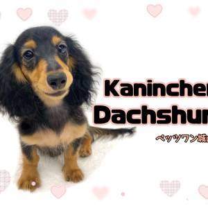 【 カニンヘン・ダックスフント 】生後4ヶ月のダッちゃんは今日も元気いっぱい!