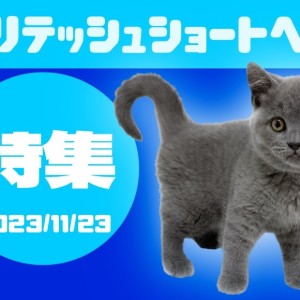 【 ブリテッシュショートヘア特集 】11/23現在全店舗のまるまるブリちゃん!
