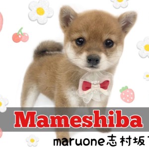 【 豆柴 】誰もが豆ちゃんに釘付け!日本犬代表の可愛すぎる豆ちゃんがついに登場!