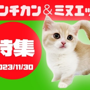 マンチカン＆ミヌエット特集 】11/30現在全店舗の短足で有名な