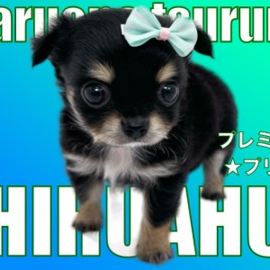 【 チワワ 】マルワンプレミアム認定のブラックタンのプリンス!