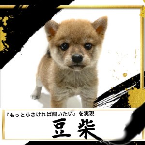 【 豆柴 】両親が共に30センチ定規より短い体高の持ち主！豆柴ちゃん