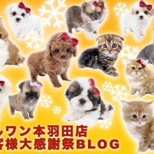 【 お知らせ 】マルワン本羽田店お客様大感謝祭スタート!全頭紹介!