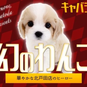 【 キャバリア×ビション 】幻のMIX犬!甘さたっぷりのキャバリーゼ登場!