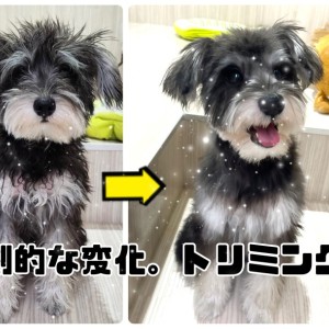 【 ミニチュアシュナウザー 】劇的な変化!シュナちゃんトリミングに行ってきました!