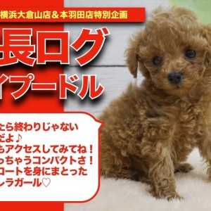 【 トイプーちゃんの成長アルバム 】コンパクトサイズ!手乗りトイプードルちゃんの成長記!