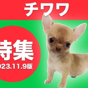【 チワワ特集 】11/9現在在店中の小さなチワワちゃん達をご紹介!!