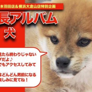【 柴犬 】弟感満載のおっとりBOY!垂れ耳柴ちゃんの成長アルバム