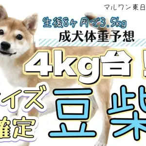 豆柴 】大きくなっても豆粒サイズ！生後8ヶ月で3.5kgの今！ | マルワン 