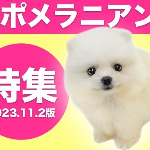 【 ポメラニアン特集 】11/2現在在店中のカラバリ豊富なポメラニアンをご紹介!